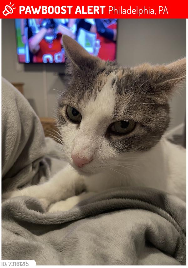 Lost Female Cat last seen Shunk:Broad and Oregon Streets, Philadelphia, PA 19145