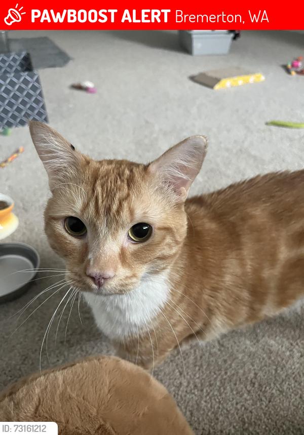 Lost Male Cat last seen Holman st, Bremerton, WA 98310