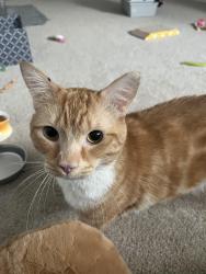 Lost Male Cat last seen Holman st, Bremerton, WA 98310
