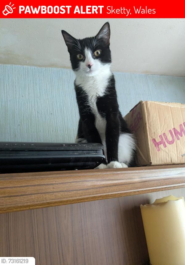 Lost Female Cat last seen Swansea, Sketty, Wales 
