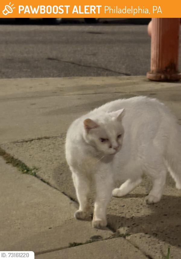 Found/Stray Unknown Cat last seen Broad and Shunk, Philadelphia, PA 19145