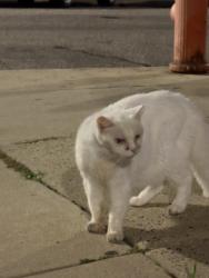Found/Stray Unknown Cat last seen Broad and Shunk, Philadelphia, PA 19145