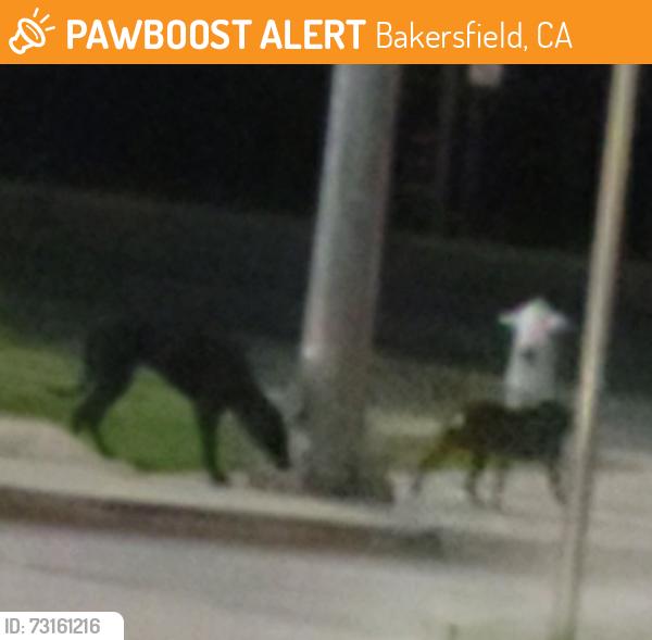 Found/Stray Unknown Dog last seen In the parking lot of senior taco and carls jr, Bakersfield, CA 93313