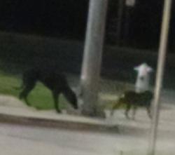 Found/Stray Unknown Dog last seen In the parking lot of senior taco and carls jr, Bakersfield, CA 93313