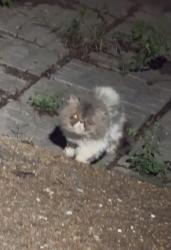 Reunited Male Cat last seen Riverstone Court., Nashville, TN 37214