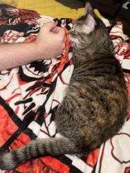 Reunited Female Cat last seen Neighborhood of Palo Duro Dr, Cedar Park, TX 78613