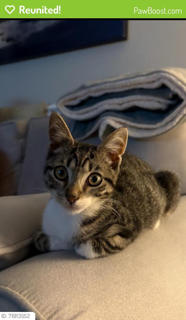 Reunited Female Cat last seen Near S Rosewood Street, Philadelphia, PA 19145