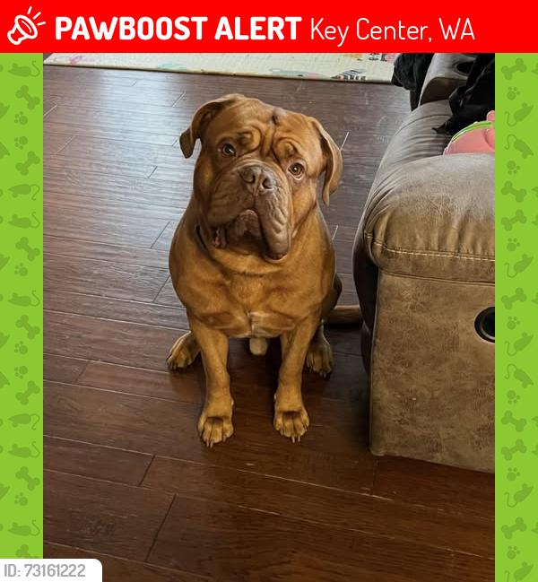 Lost Male Dog last seen 97th st NW and Creviston Rd NW on the Key Peninsula, Key Center, WA 98394
