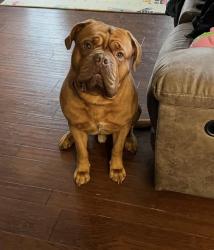 Lost Male Dog last seen 97th st NW and Creviston Rd NW on the Key Peninsula, Key Center, WA 98394