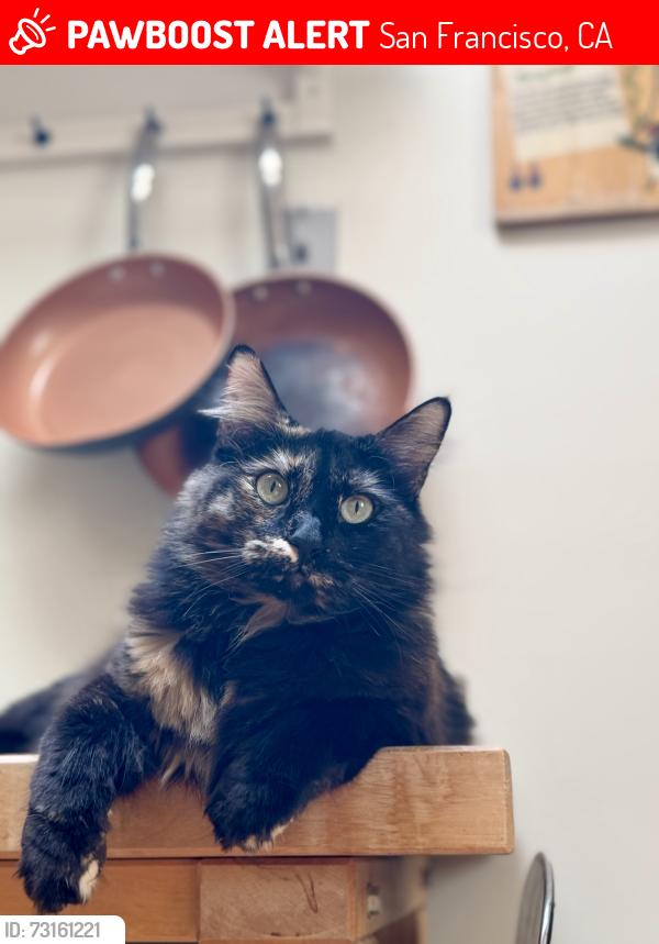 Lost Female Cat last seen 41st and Taravel, San Francisco, CA 94116