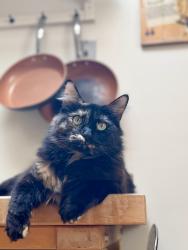 Lost Female Cat last seen 41st and Taravel, San Francisco, CA 94116