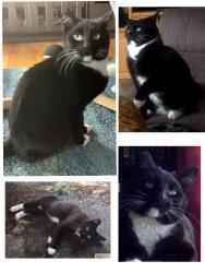 Lost Female Cat last seen South 118 street, 78 ave south, Seattle, WA 98178