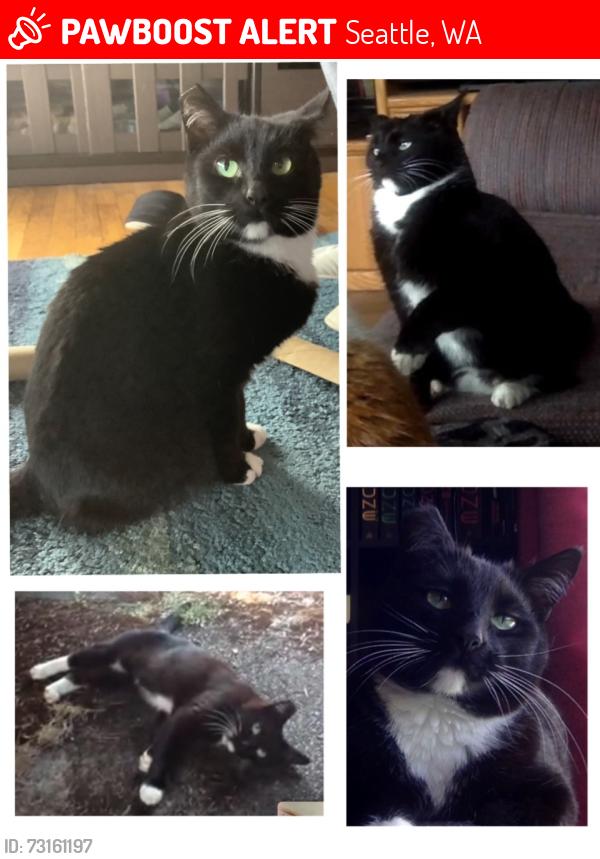 Lost Female Cat last seen South 118 street, 78 ave south, Seattle, WA 98178