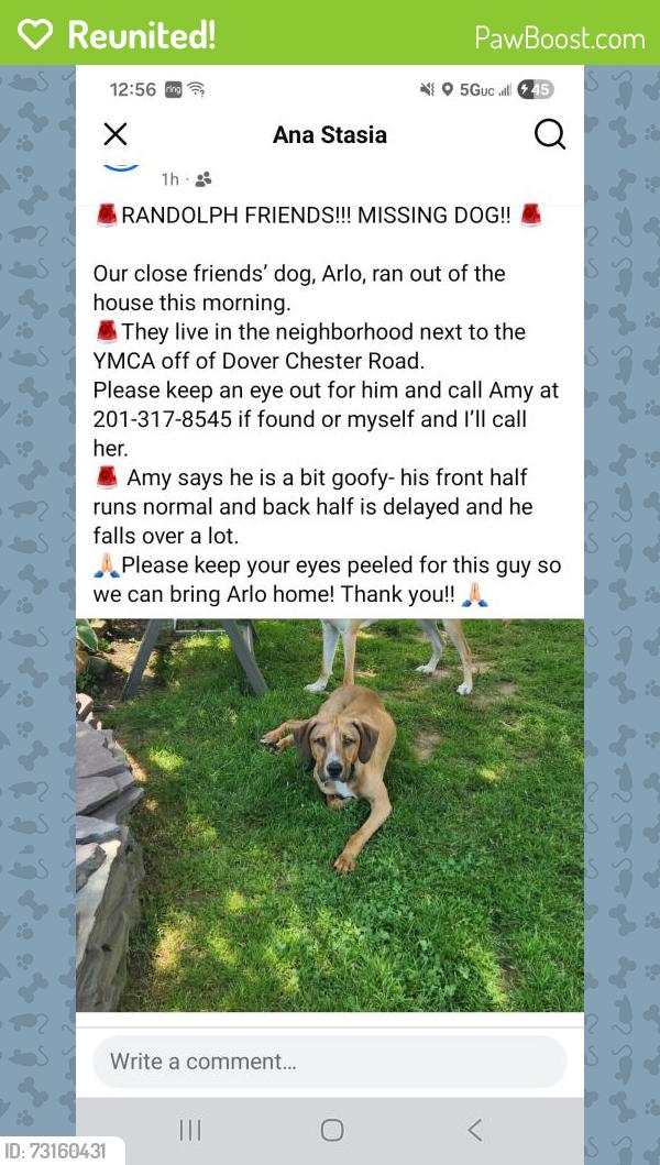Reunited Male Dog last seen County College of Morris and CVS, Randolph, NJ 07869
