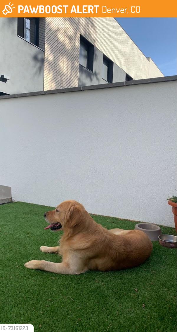 Found/Stray Unknown Dog last seen Near Blake St, Denvor, CO 80202, Denver, CO 80202