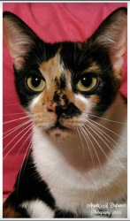 Lost Female Cat last seen Avenue E and 6th Street, Westwego, LA 70094