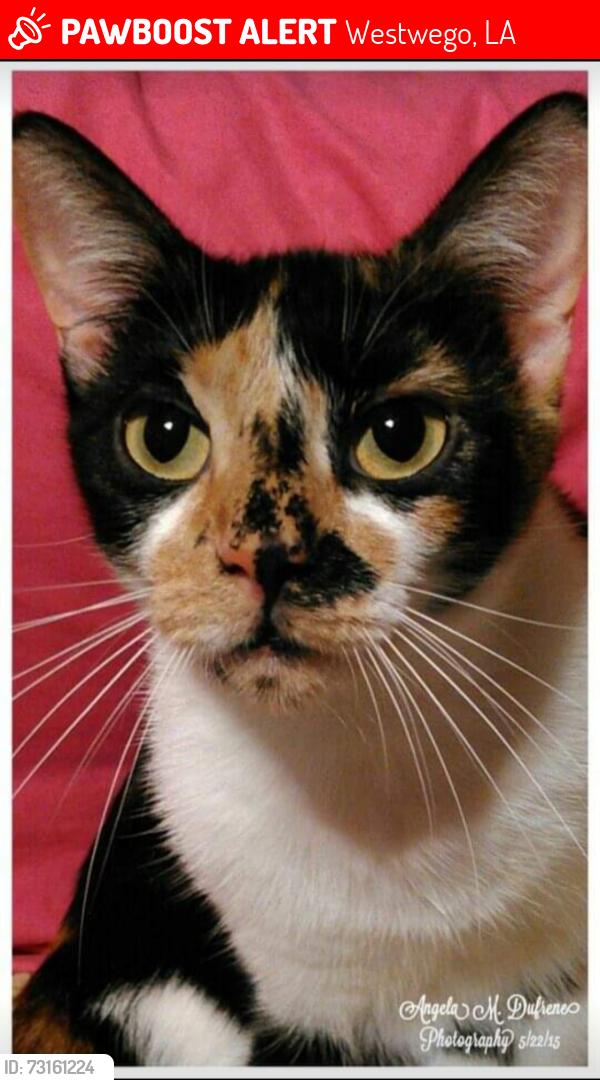 Lost Female Cat last seen Avenue E and 6th Street, Westwego, LA 70094