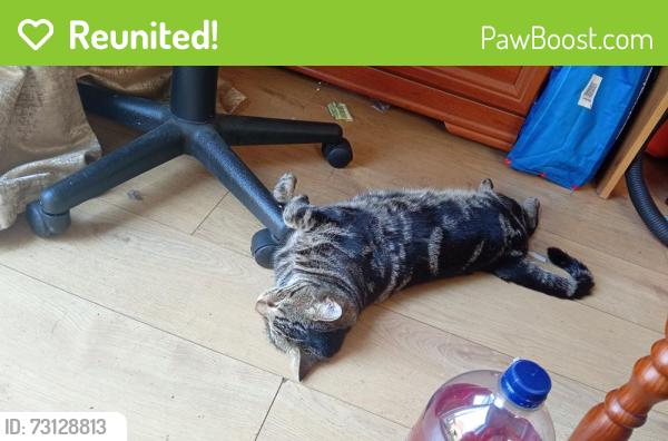 Reunited Male Cat last seen Fawcett road southsea, Portsmouth, England 