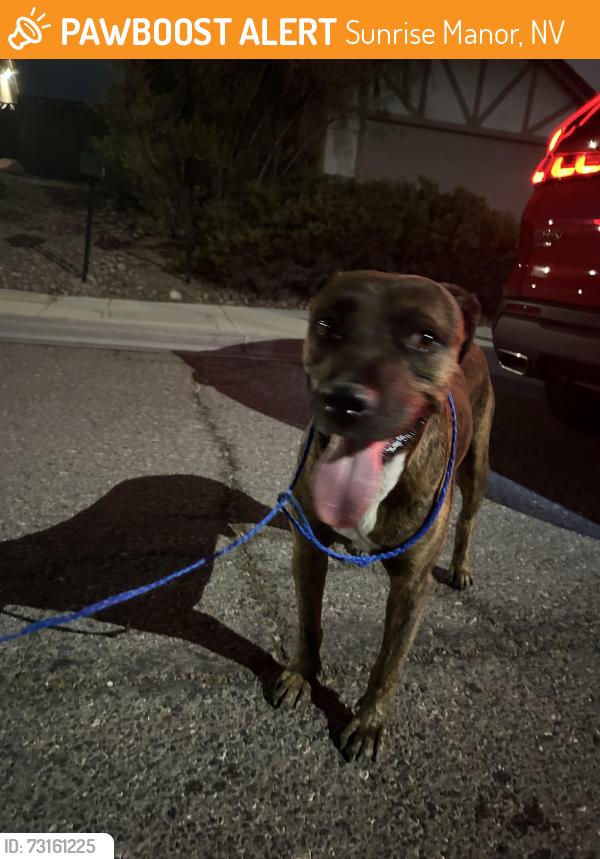 Found/Stray Male Dog last seen Hollywood and bonanza, Sunrise Manor, NV 89110