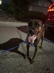 Found/Stray Male Dog last seen Hollywood and bonanza, Sunrise Manor, NV 89110
