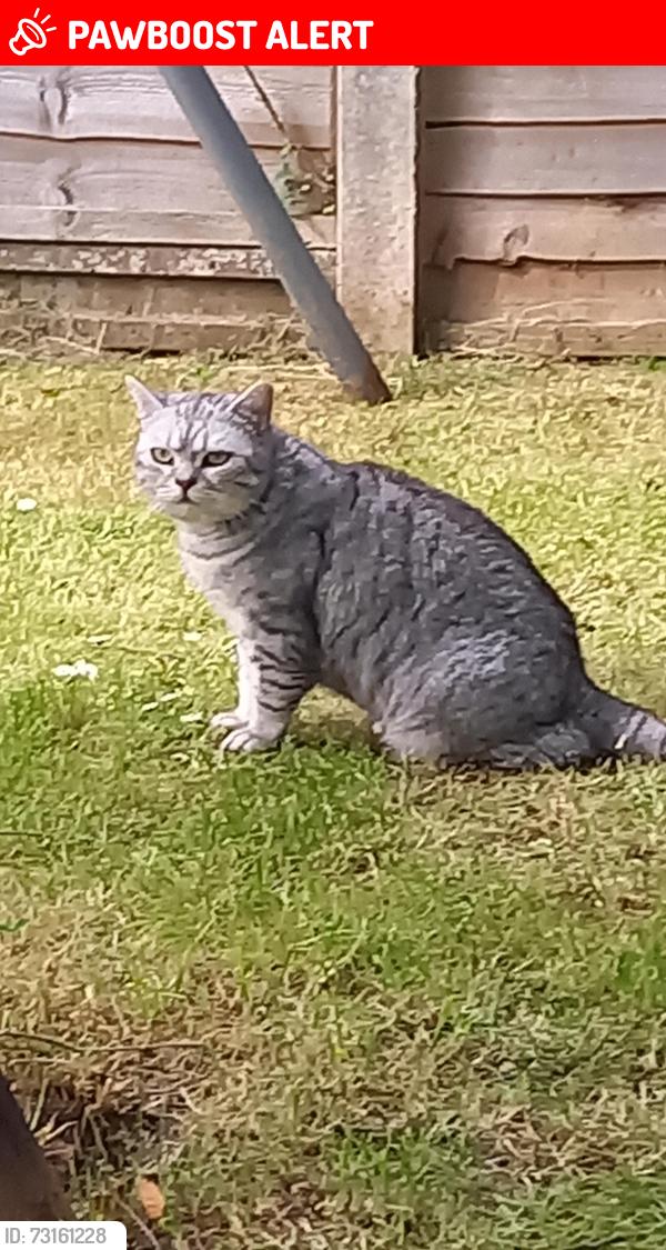 Lost Male Cat last seen Falcondale Road, Bristol City, England BS9 3JN