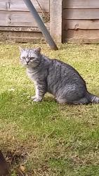 Lost Male Cat last seen Falcondale Road, Bristol City, England BS9 3JN