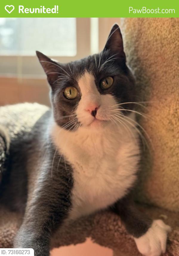 Reunited Male Cat last seen 77th and Naylor ave, Los Angeles, CA 90045