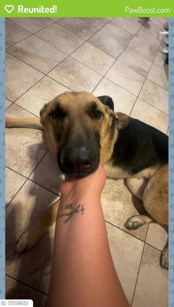 Reunited Female Dog last seen New York Ave Fort Worth Texas between Allen Ave and Rosedale, Fort Worth, TX 76104