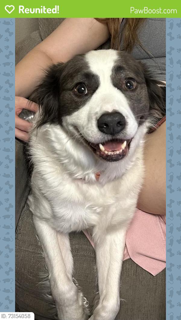 Reunited Male Dog last seen Near Forbes Dr, Smithfield, NC 27577, USA, Smithfield, NC 27577