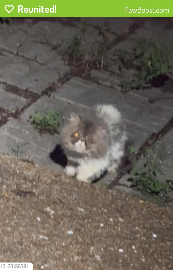 Reunited Male Cat last seen Riverstone Court., Nashville, TN 37214