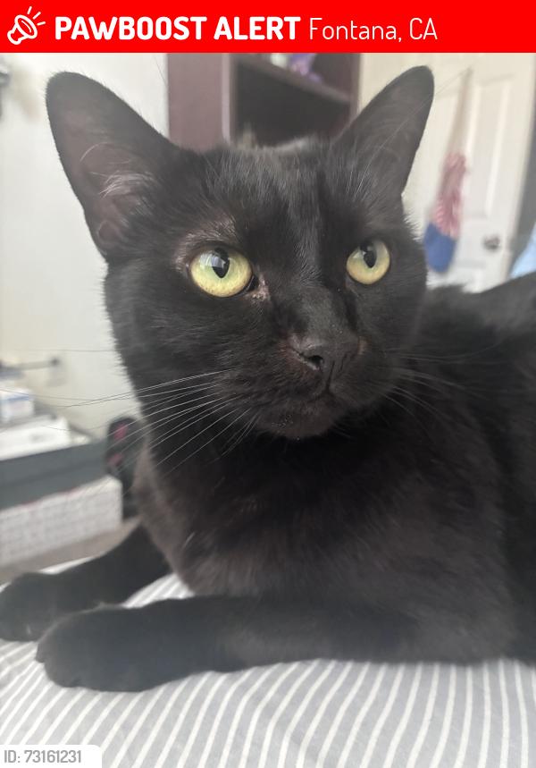 Lost Female Cat last seen Unit 366, Fontana, CA 92336
