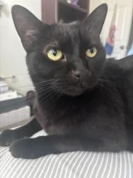 Lost Female Cat last seen Unit 366, Fontana, CA 92336