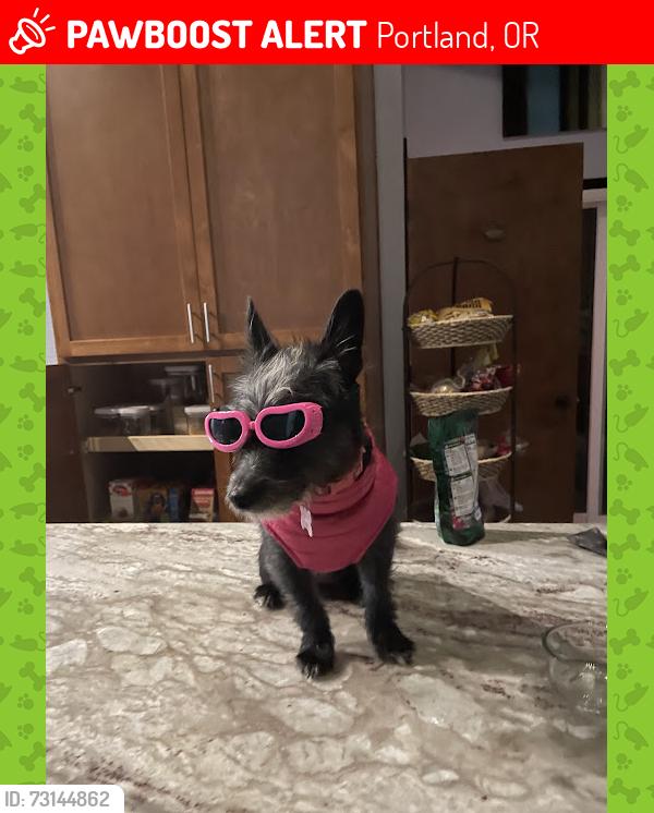 Lost Female Dog last seen Hayden Island, Portland, OR 97217