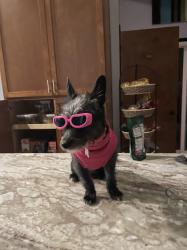 Lost Female Dog last seen Hayden Island, Portland, OR 97217