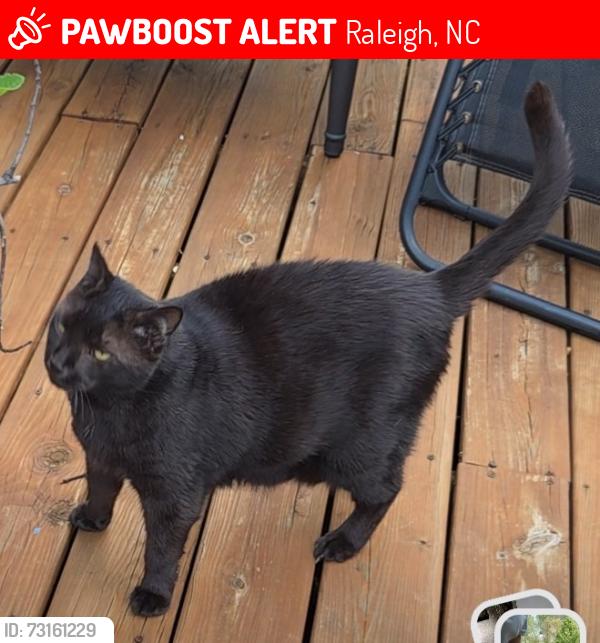 Lost Male Cat last seen Weir Way and Enchanting Way, McKinley Mill subdivision, Raleigh, NC 27616