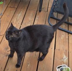 Lost Male Cat last seen Weir Way and Enchanting Way, McKinley Mill subdivision, Raleigh, NC 27616
