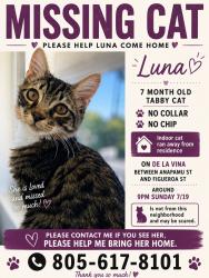 Lost Female Cat last seen Between Anapamu & Figueroa Street, Santa Barbara, CA 93101