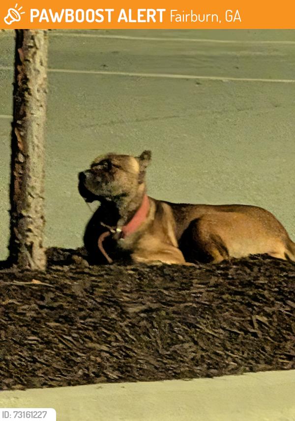 Found/Stray Unknown Dog last seen Amazon Warehouse DAT9 parking lot, Fairburn, GA 30213