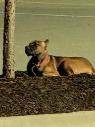 Found/Stray Unknown Dog last seen Amazon Warehouse DAT9 parking lot, Fairburn, GA 30213