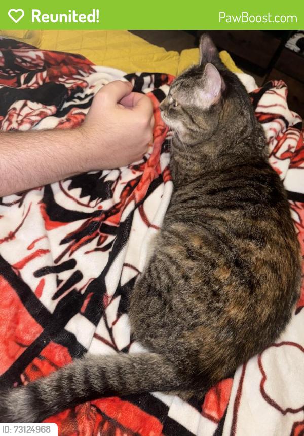 Reunited Female Cat last seen Neighborhood of Palo Duro Dr, Cedar Park, TX 78613