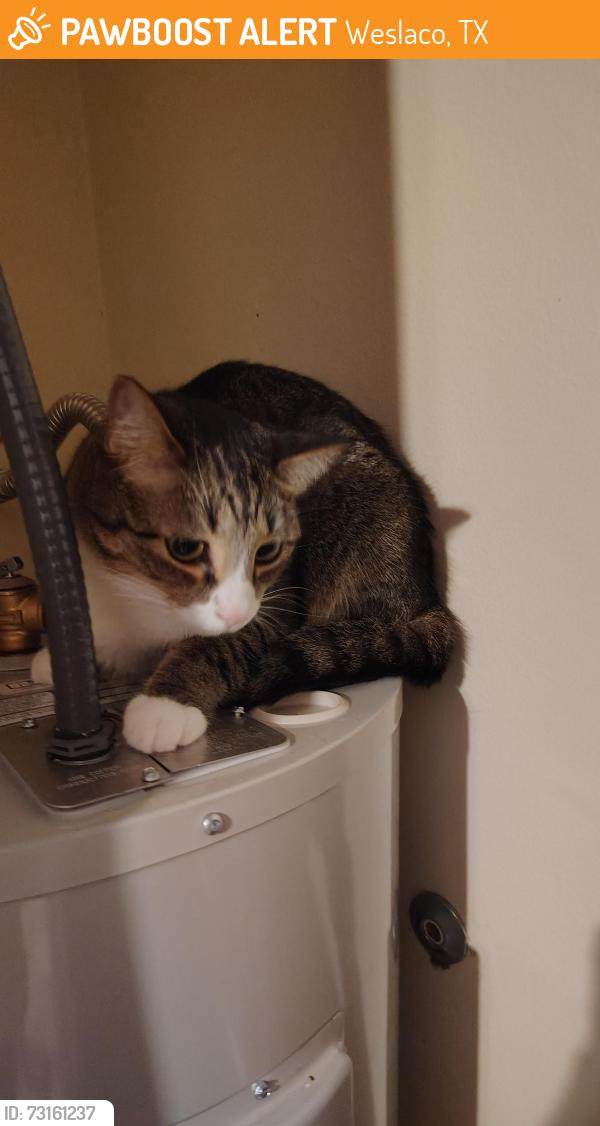 Found/Stray Unknown Cat last seen On Westgate at San Angelo apmts, Weslaco, TX 78596