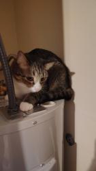Found/Stray Unknown Cat last seen On Westgate at San Angelo apmts, Weslaco, TX 78596