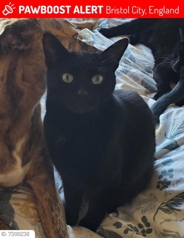 Lost Male Cat last seen Thingwall Park, Eastville, Bristol City, England 
