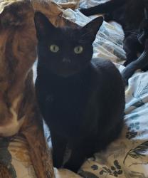 Lost Male Cat last seen Thingwall Park, Eastville, Bristol City, England 
