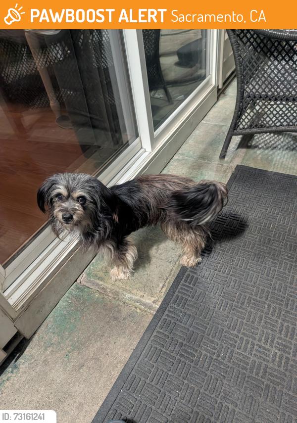 Found/Stray Male Dog last seen Off of Florin and Freeport near the old AMF Bowling Alley, Sacramento, CA 95822