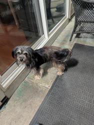 Found/Stray Male Dog last seen Off of Florin and Freeport near the old AMF Bowling Alley, Sacramento, CA 95822