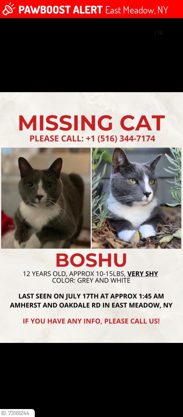 Lost Male Cat last seen Amherst street, East Meadow, NY 11554