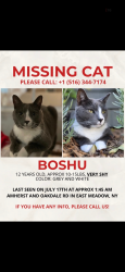 Lost Male Cat last seen Amherst street, East Meadow, NY 11554