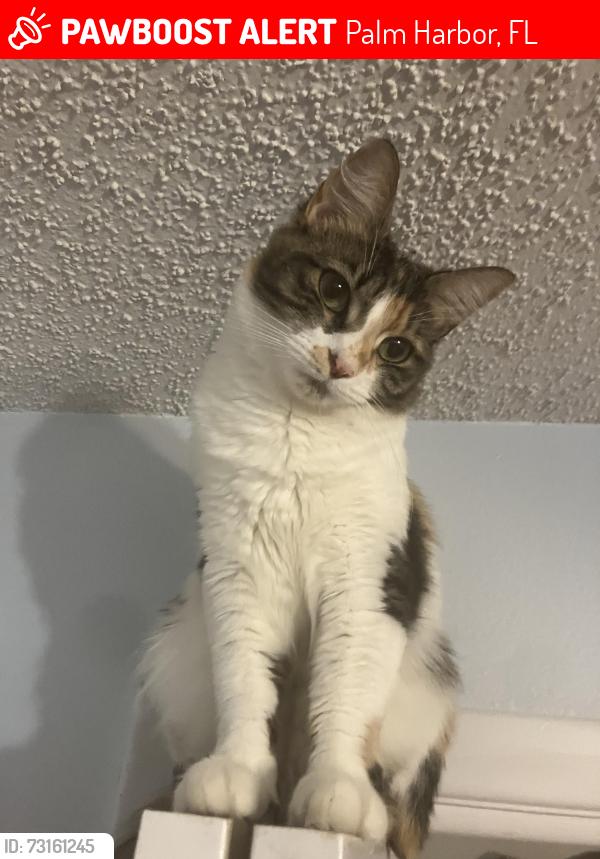 Lost Female Cat last seen Westlake village, Palm Harbor, FL 34683