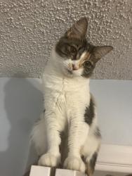 Lost Female Cat last seen Westlake village, Palm Harbor, FL 34683